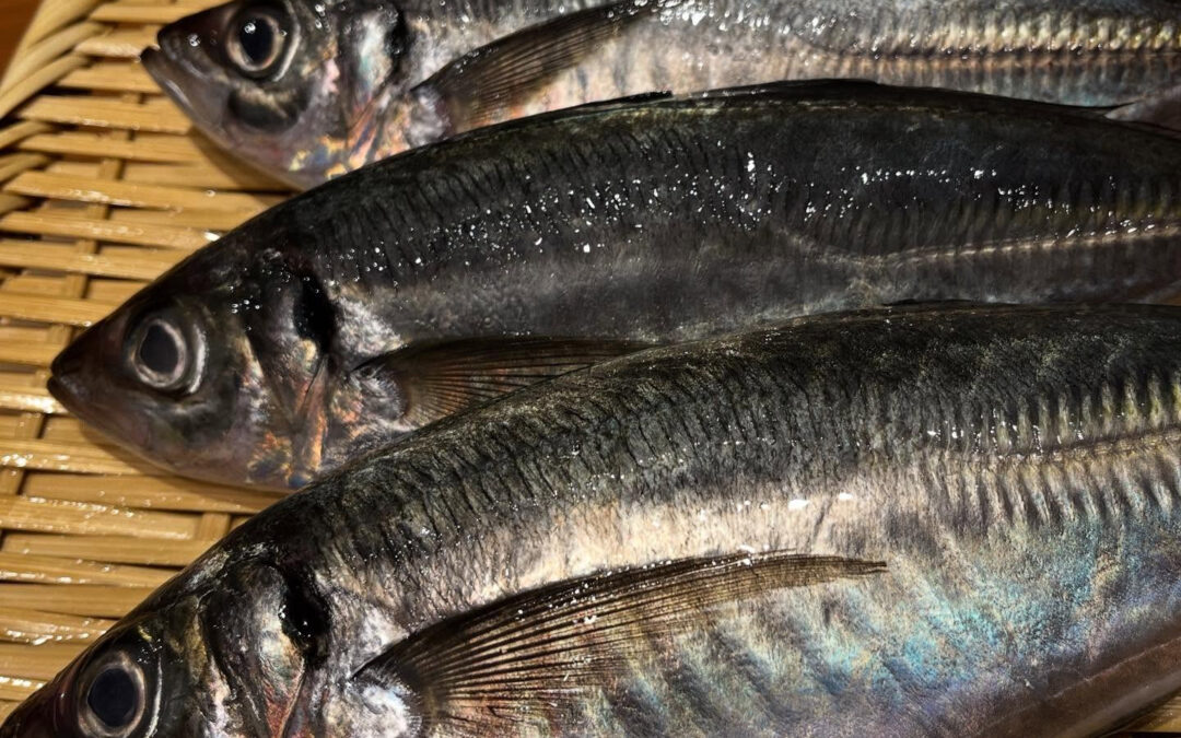 今日はどんちっち