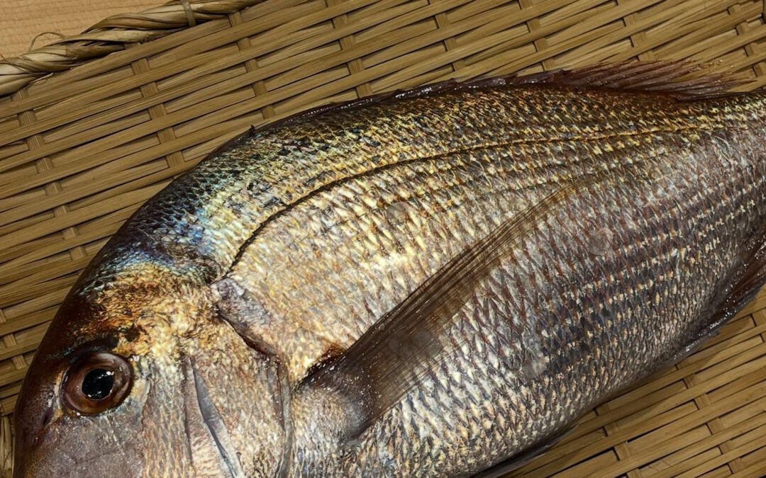 小顔の真鯛 銚子